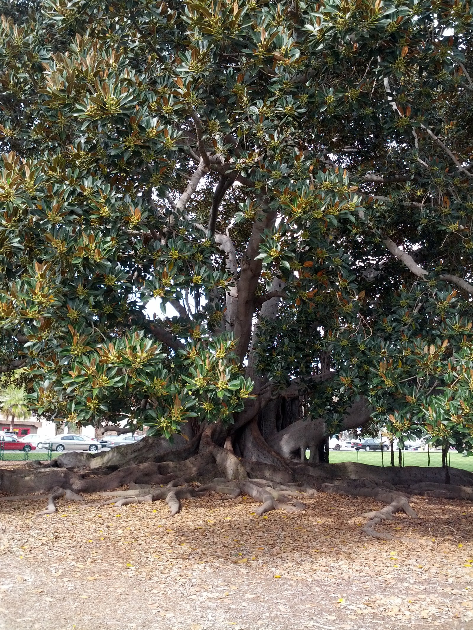 A large tree with extensive exposed roots stands in a park area with cars visible in the background.
