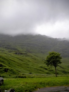 Tree & Cloud