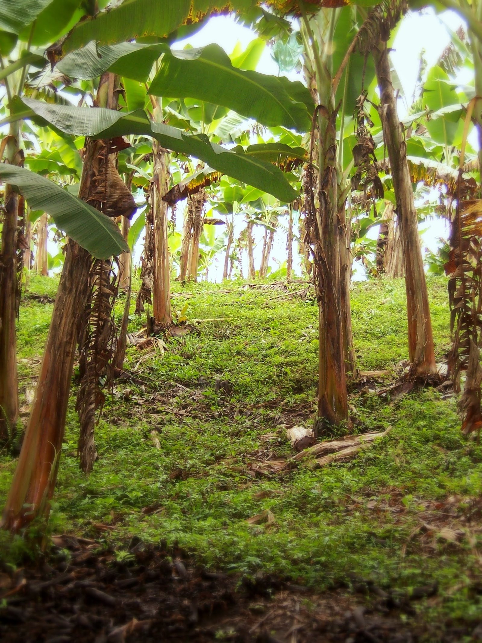 A low-angle view from the ground looking up through a plantation of banana trees.