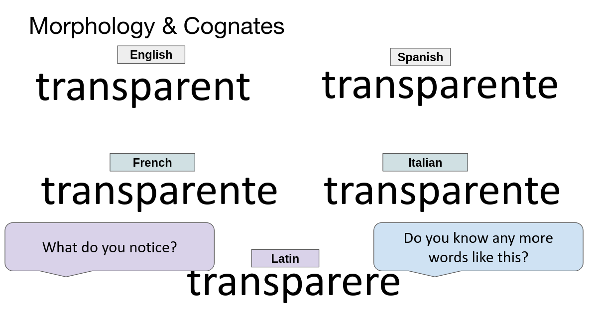 morphology and cognates