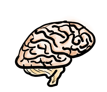 A drawing of a brain