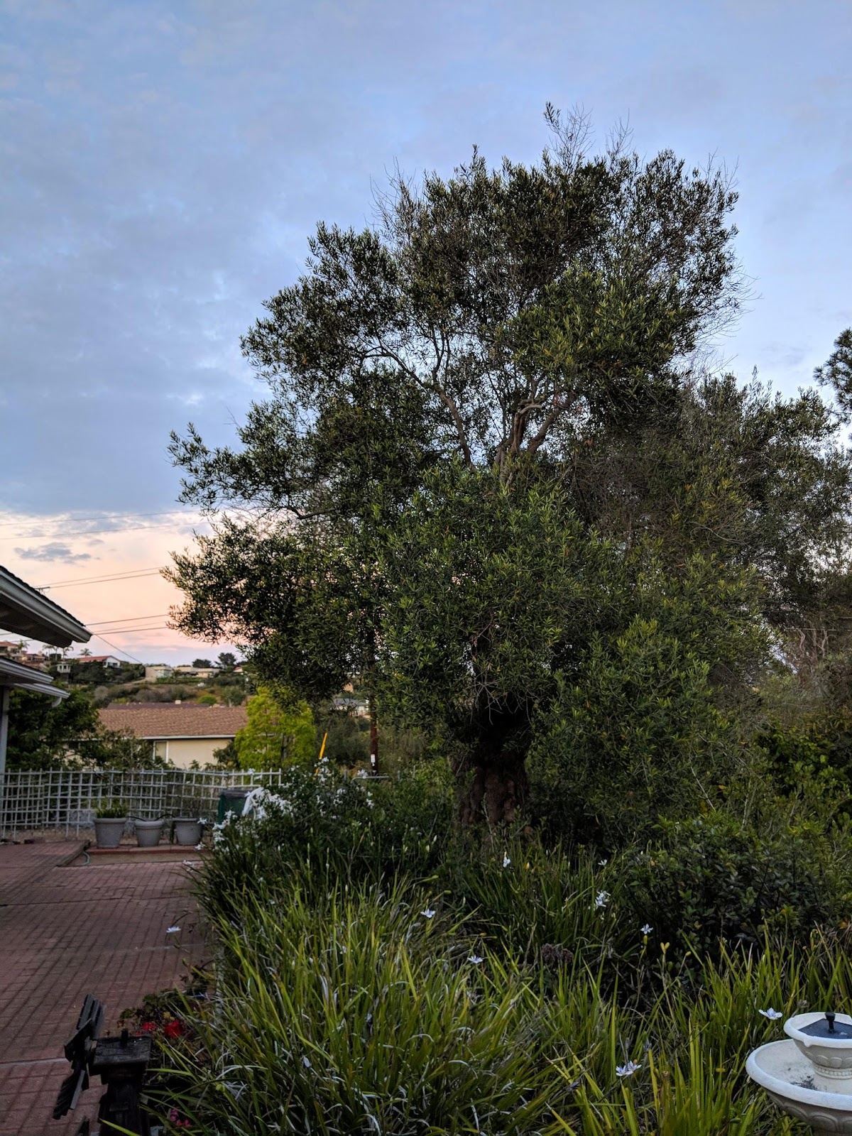 I was fortunate to grow up with this stout olive tree poised outside my bedroom.
